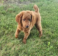 F1b Mini Wrigley, a male Miniature Goldendoodle for sale in Goshen, IN – Photo 7 of 10