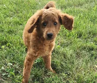 F1b Mini Wrigley, a male Miniature Goldendoodle for sale in Goshen, IN – Photo 1 of 10