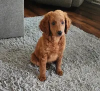 F1b Mini Wrigley, a male Miniature Goldendoodle for sale in Goshen, IN – Photo 3 of 10