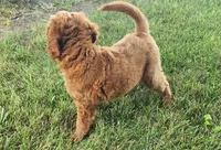 F1b Mini Wrigley, a male Miniature Goldendoodle for sale in Goshen, IN – Photo 4 of 10