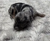 F1b Frank, a male Miniature Bernedoodle for sale in Goshen, IN – 2 of 6