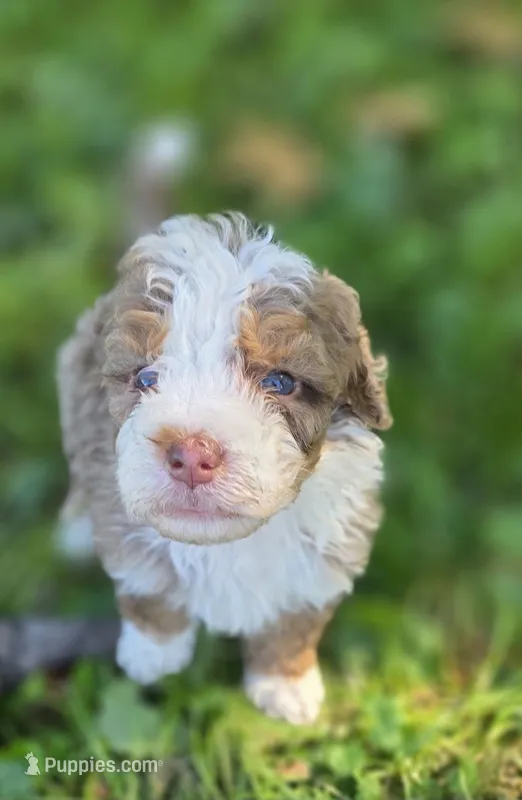F1b Dolly – Miniature Bernedoodle puppy for sale in Goshen, IN