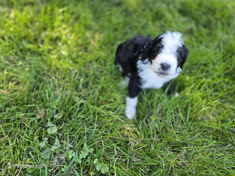 F1b Moose – Miniature Bernedoodle puppy for sale in Goshen, IN