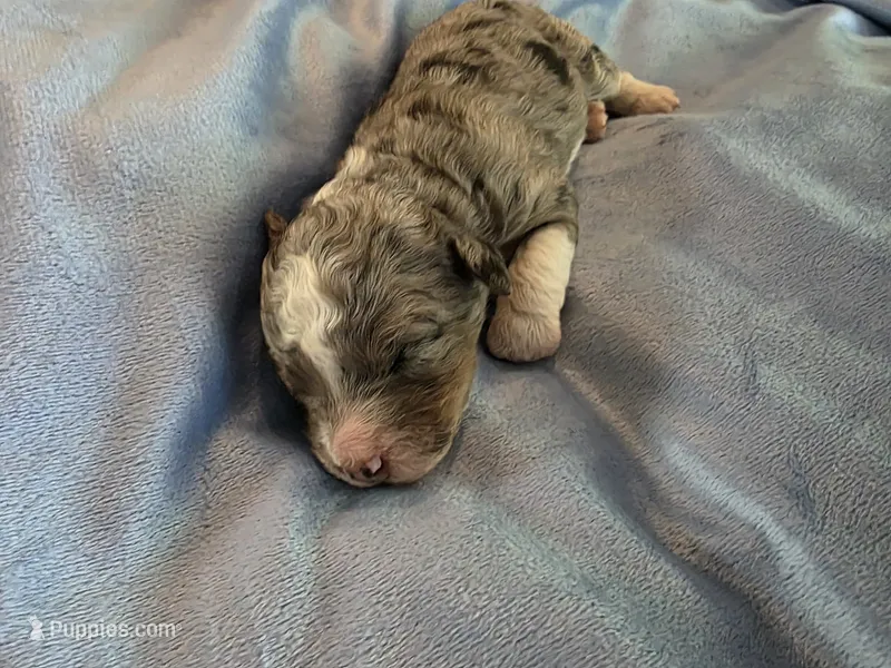 F1b Stella – Miniature Bernedoodle puppy for sale in Goshen, IN