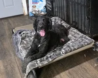 F1b Darling, a male Miniature Bernedoodle for sale in Goshen, IN – 10 of 10