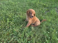 F1b Lady, a female Miniature Goldendoodle for sale in Goshen, IN – 4 of 6