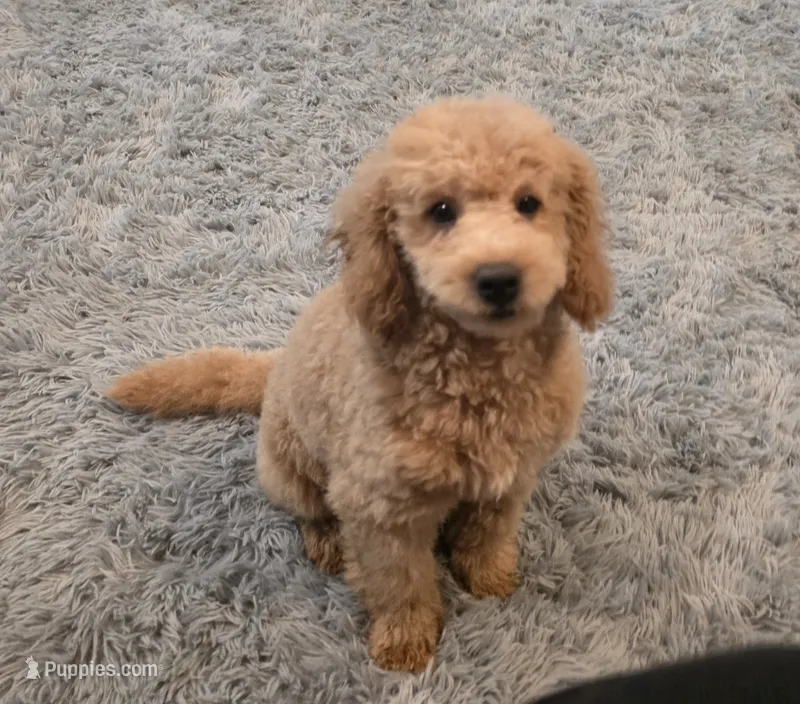 F1b Champ  – Miniature Goldendoodle puppy for sale in Goshen, IN