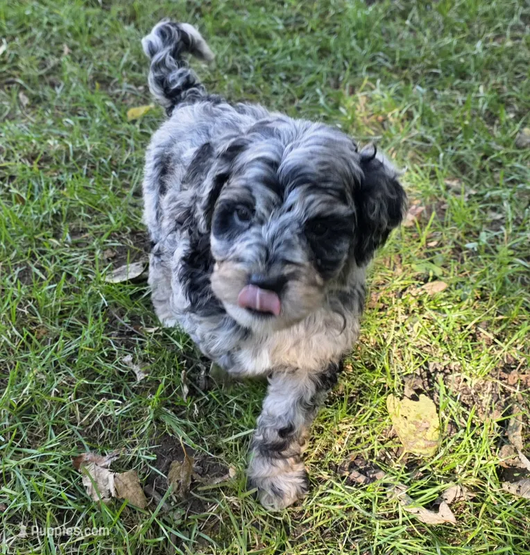 F1b Hank – Miniature Bernedoodle puppy for sale in Goshen, IN