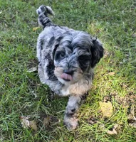 F1b Hank, a male Miniature Bernedoodle for sale in Goshen, IN – 1 of 9