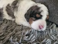 Calvin f1b, a male Cavapoo for sale in Goshen, IN – Photo 4 of 6