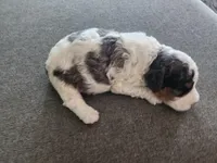 Calvin f1b, a male Cavapoo for sale in Goshen, IN – Photo 6 of 6