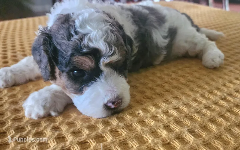 Calvin f1b, a male Cavapoo for sale in Goshen, IN – Photo 1 of 6