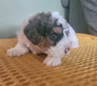 Calvin f1b, a male Cavapoo for sale in Goshen, IN – Photo 2 of 6