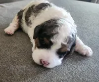 Calvin f1b, a male Cavapoo for sale in Goshen, IN – Photo 3 of 6