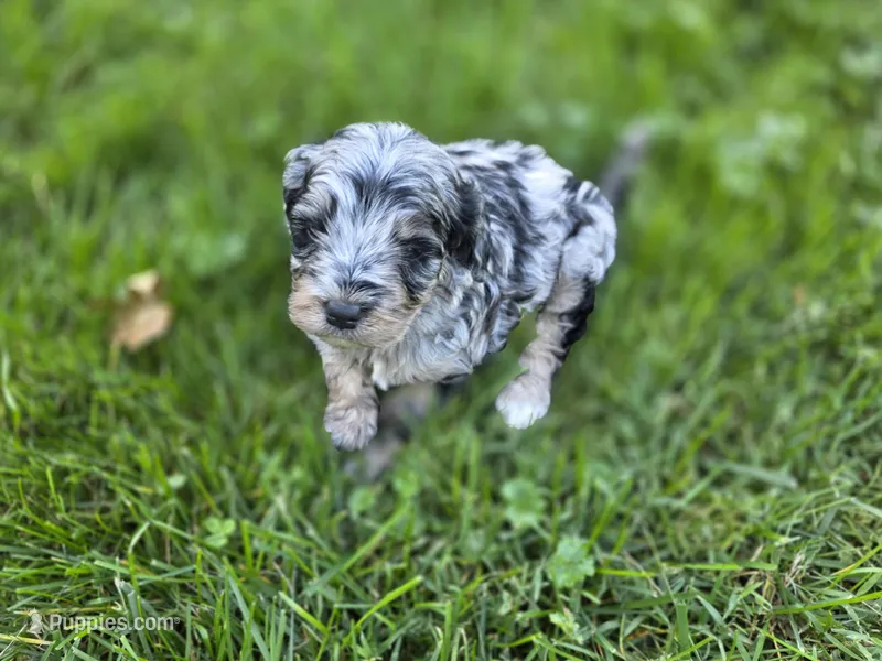 F1b Hank – Miniature Bernedoodle puppy for sale in Goshen, IN