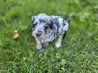 F1b Hank, a male Miniature Bernedoodle for sale in Goshen, IN – 5 of 9
