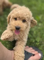 F1b Champ , a male Miniature Goldendoodle for sale in Goshen, IN – 1 of 5