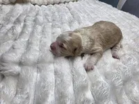Chia, a female Miniature Bernedoodle for sale in Goshen, IN – Photo 3 of 3