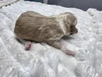 Chia, a female Miniature Bernedoodle for sale in Goshen, IN – Photo 2 of 3