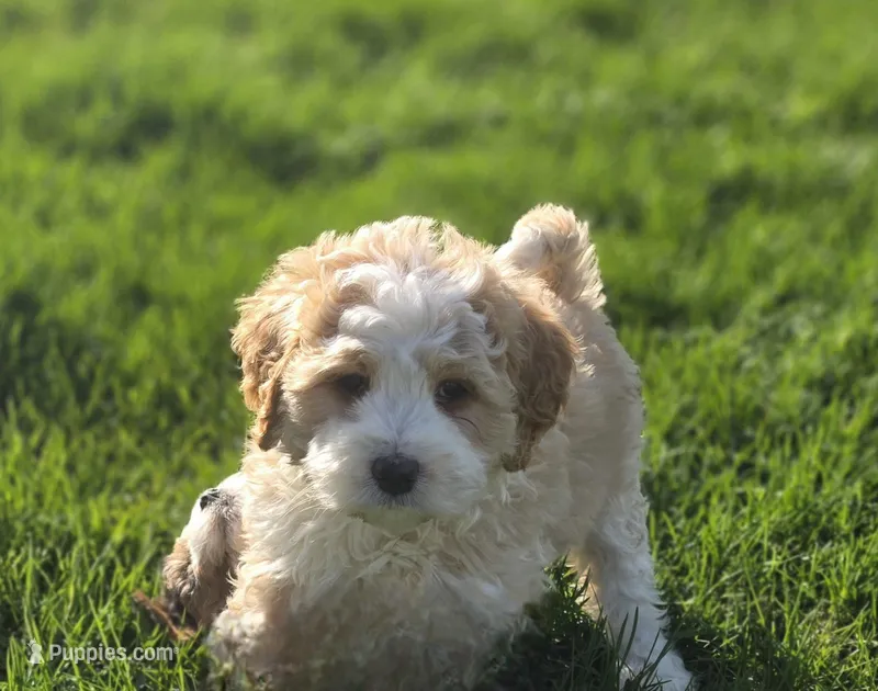 F1b Chia – Miniature Bernedoodle puppy for sale in Goshen, IN
