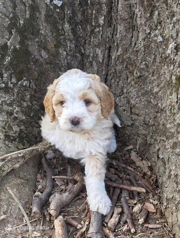 Chia – Miniature Bernedoodle puppy for sale in Goshen, IN