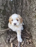 F1b Chia, a female Miniature Bernedoodle for sale in Goshen, IN – Photo 1 of 8