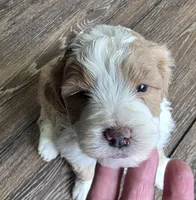 F1b Chia, a female Miniature Bernedoodle for sale in Goshen, IN – Photo 5 of 8