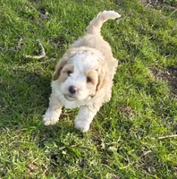 F1b Chia, a female Miniature Bernedoodle for sale in Goshen, IN – Photo 2 of 8
