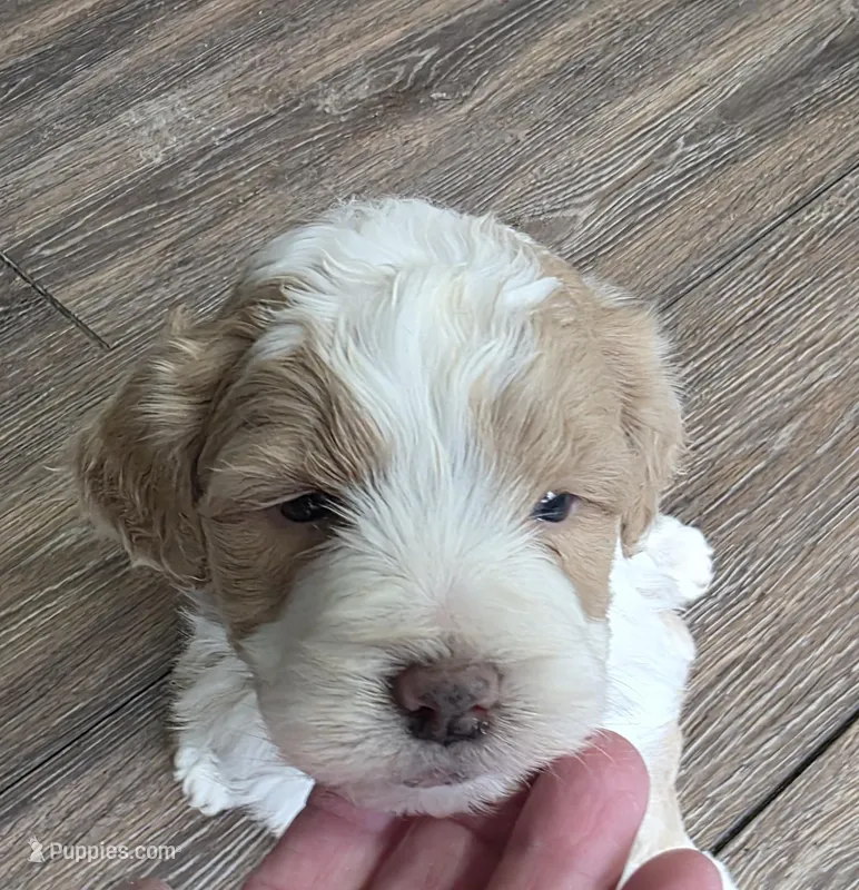 Chia – Miniature Bernedoodle puppy for sale in Goshen, IN