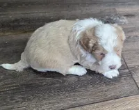 F1b Chia, a female Miniature Bernedoodle for sale in Goshen, IN – Photo 6 of 8