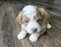 F1b Chia, a female Miniature Bernedoodle for sale in Goshen, IN – Photo 4 of 8