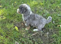 F1b Dapple, a female Miniature Bernedoodle for sale in Goshen, IN – 3 of 8