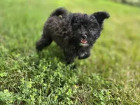 Jake, a male Pomapoo for sale in Goshen, IN – 1 of 5