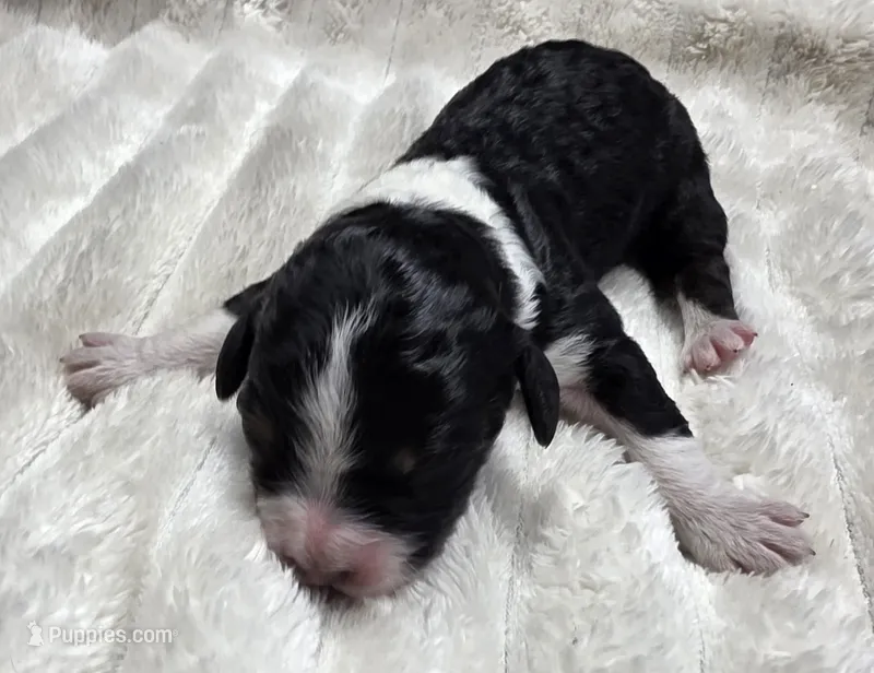 F1b Lady – Miniature Bernedoodle puppy for sale in Goshen, IN