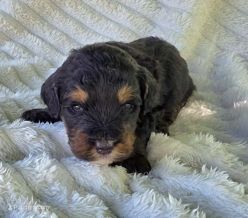 F1b Leo – Miniature Bernedoodle puppy for sale in Goshen, IN