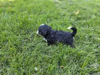 F1b Rickie, a male Miniature Bernedoodle for sale in Goshen, IN – 4 of 10