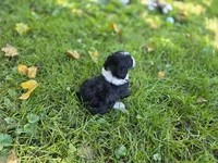 F1b Bessie, a female Miniature Bernedoodle for sale in Goshen, IN – 7 of 9