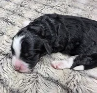 F1b Rickie, a male Miniature Bernedoodle for sale in Goshen, IN – 3 of 6