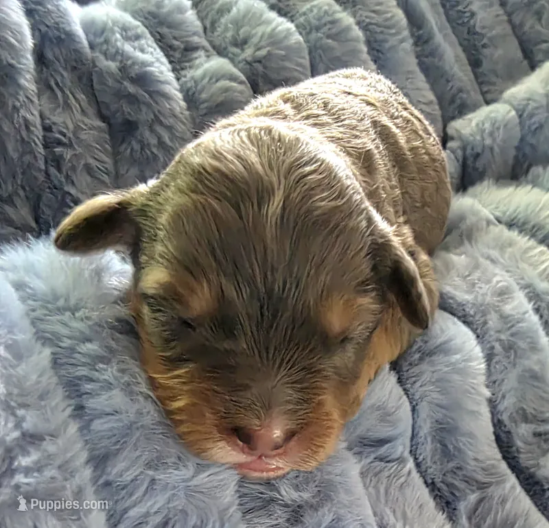 F1b Jack – Miniature Bernedoodle puppy for sale in Goshen, IN