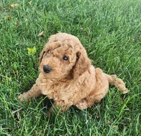 F1b Bently, a male Miniature Goldendoodle for sale in Goshen, IN – Photo 1 of 3