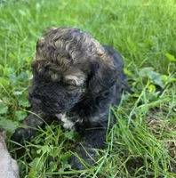 F1b mini Pinto, a male Miniature Bernedoodle for sale in Goshen, IN – 4 of 4