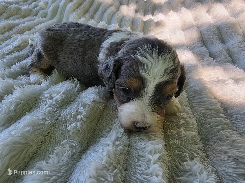 F1b Darling – Miniature Bernedoodle puppy for sale in Goshen, IN