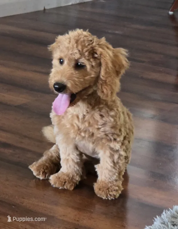 F1b Teddy – Miniature Goldendoodle puppy for sale in Goshen, IN