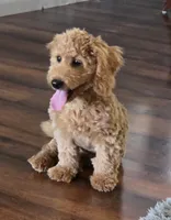 F1b Teddy, a male Miniature Goldendoodle for sale in Goshen, IN – 1 of 6