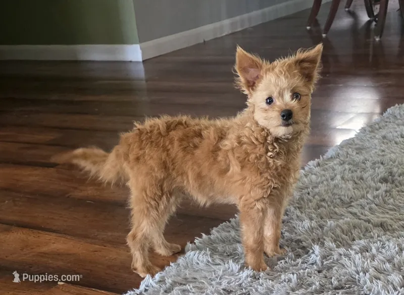 Murphy – Pomapoo puppy for sale in Goshen, IN