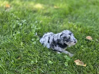 F1b Hank, a male Miniature Bernedoodle for sale in Goshen, IN – 7 of 9