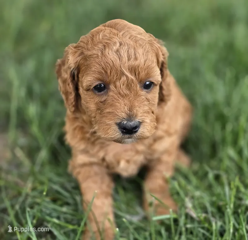 F1b Lala – Miniature Goldendoodle puppy for sale in Goshen, IN