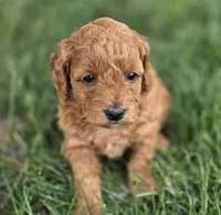 F1b Lala, a female Miniature Goldendoodle for sale in Goshen, IN – 1 of 3