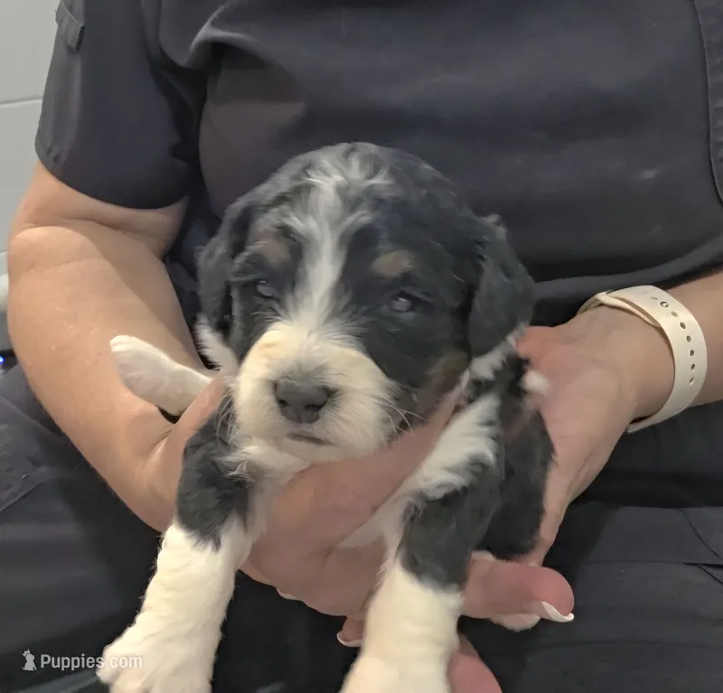 F1b Bessie – Miniature Bernedoodle puppy for sale in Goshen, IN