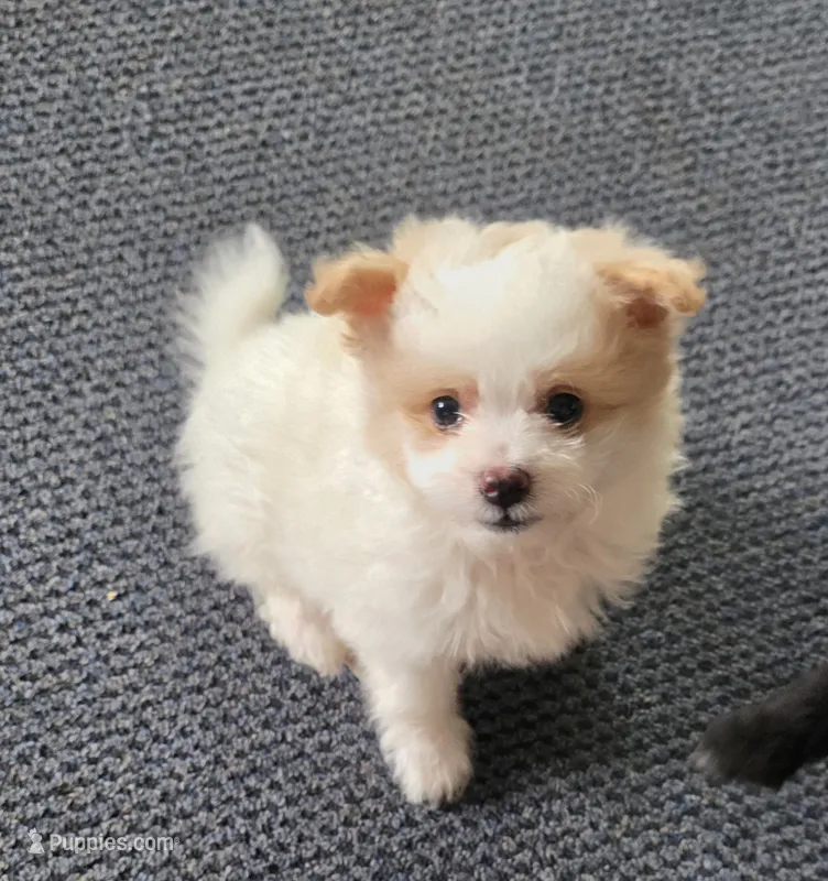 Mikey – Pomapoo puppy for sale in Goshen, IN